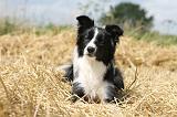 BORDER COLLIE 616